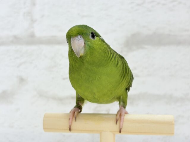 サザナミインコ