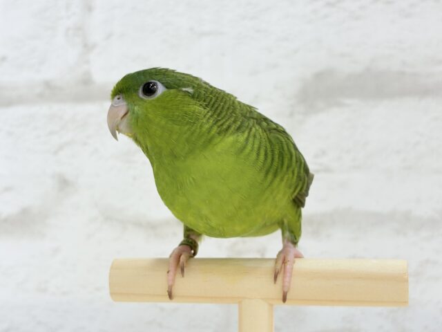 サザナミインコ