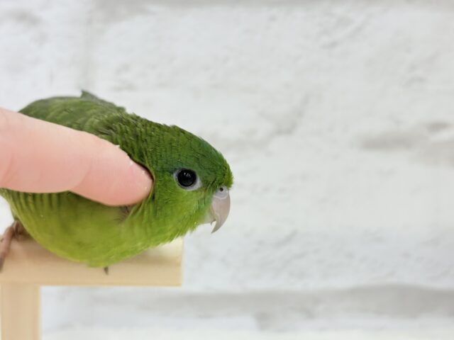 サザナミインコ