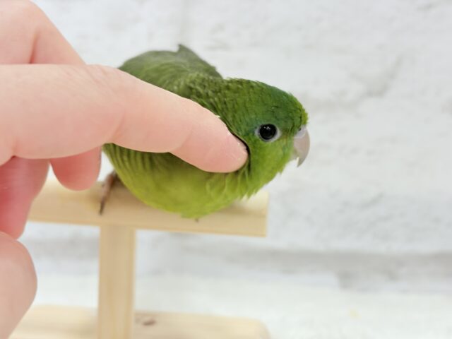 サザナミインコ