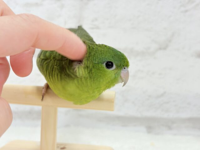 サザナミインコ