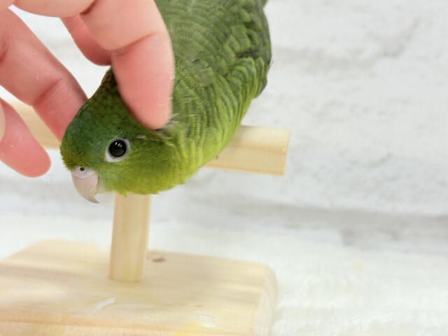 サザナミインコ