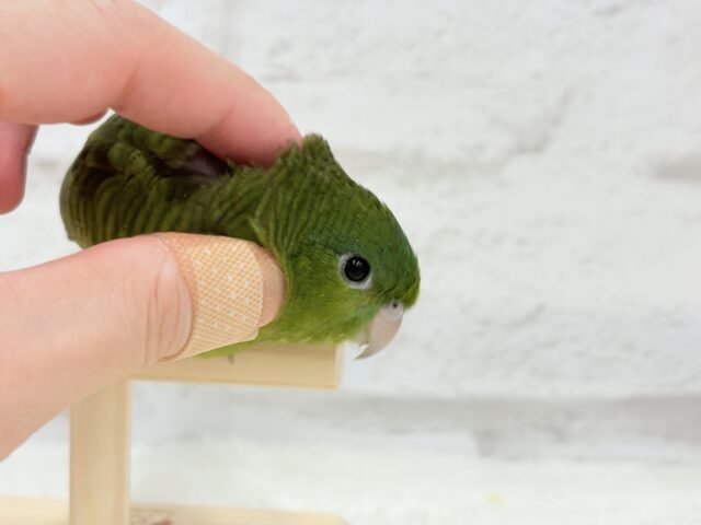 サザナミインコ