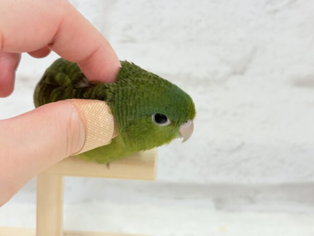 サザナミインコ