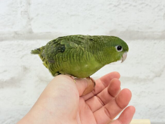 サザナミインコ