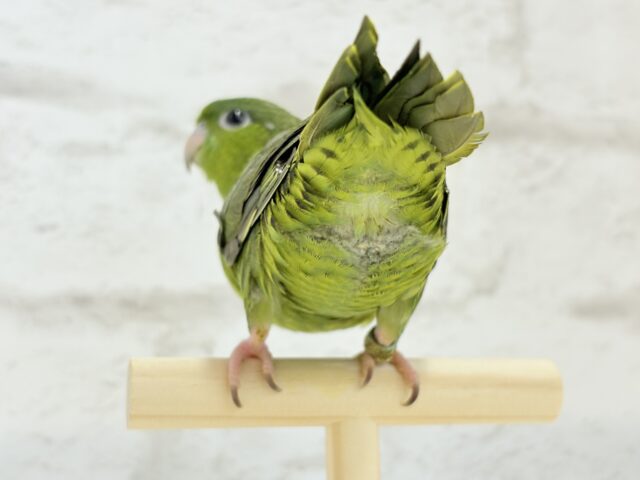 サザナミインコ