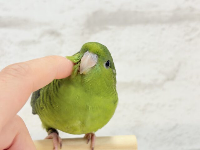 サザナミインコ