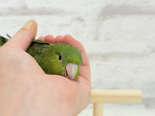 サザナミインコ