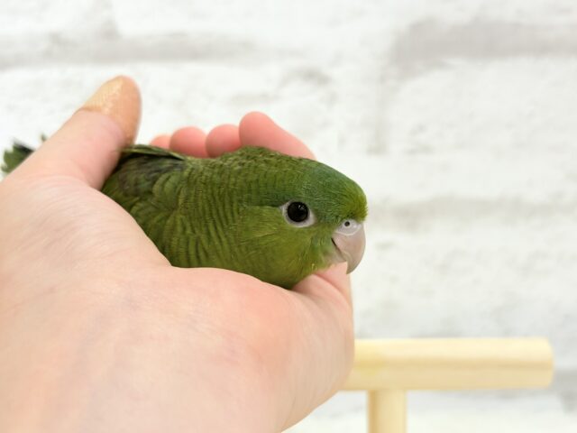 サザナミインコ