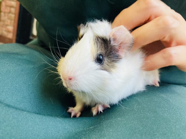 アビシニアンモルモット