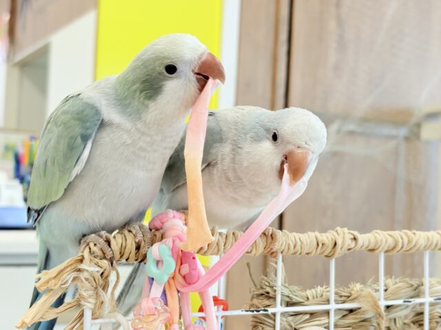 オキナインコ
