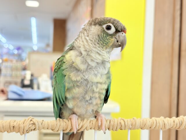 ワキコガネウロコインコ