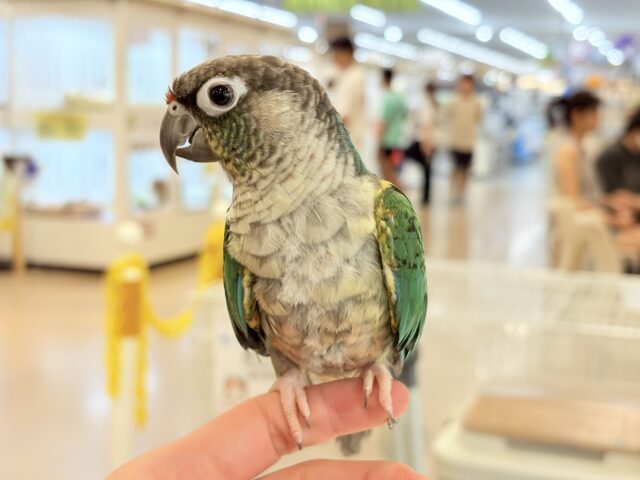 ワキコガネウロコインコ