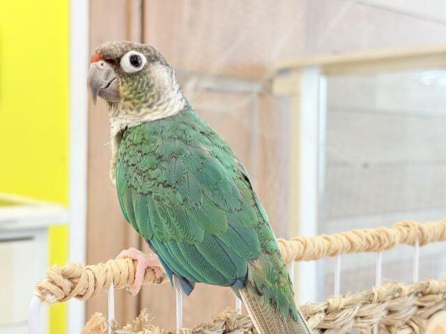 ワキコガネウロコインコ