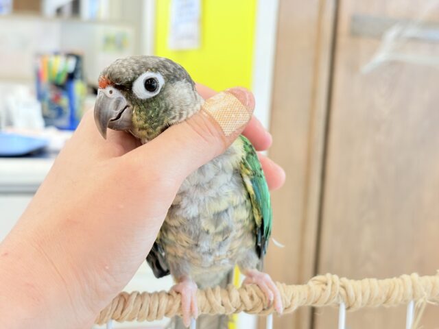 ワキコガネウロコインコ