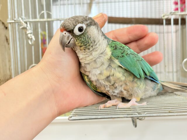 ワキコガネウロコインコ