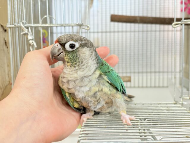 ワキコガネウロコインコ