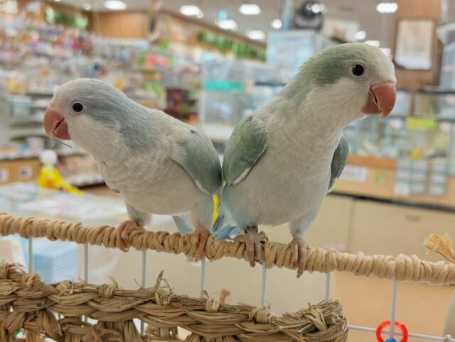 オキナインコ