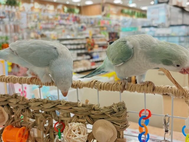 オキナインコ