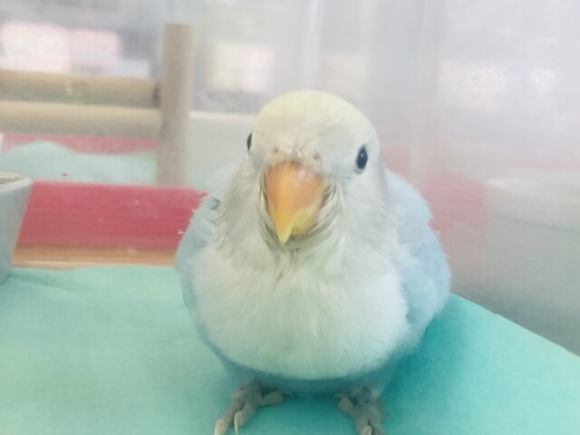 コザクラインコ（小桜インコ）
