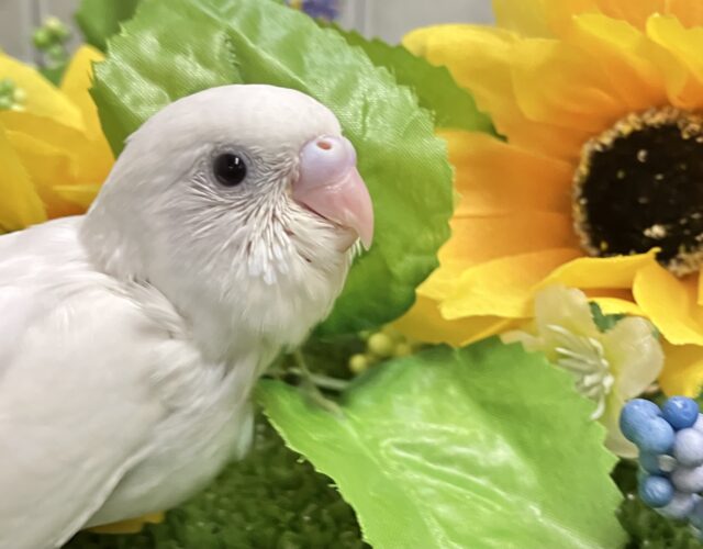 セキセイインコ