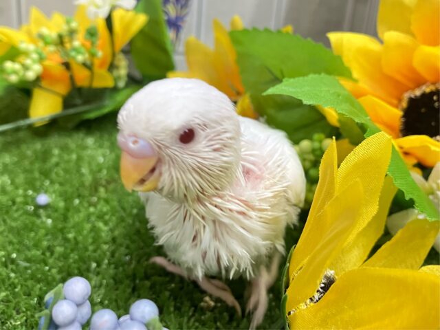 セキセイインコ