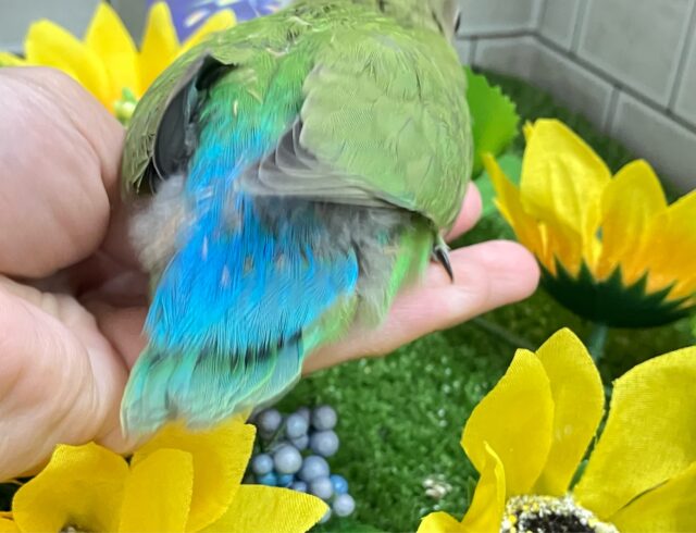 コザクラインコ（小桜インコ）