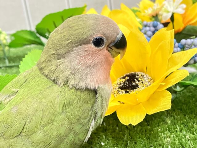コザクラインコ（小桜インコ）