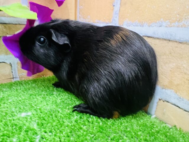 ロシアンモルモット