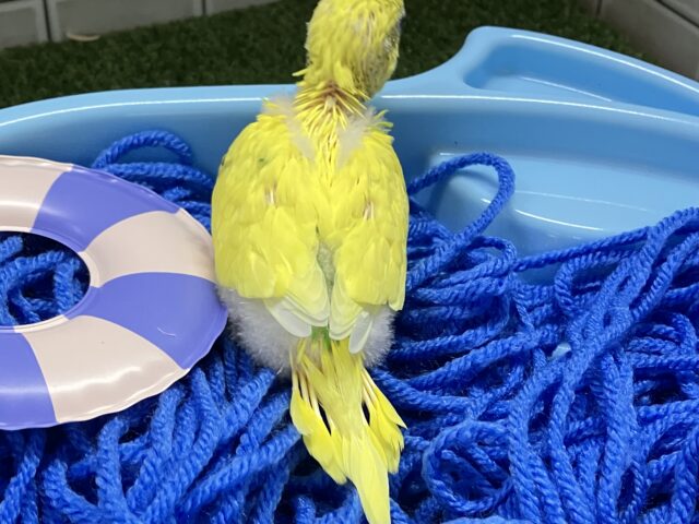 セキセイインコ