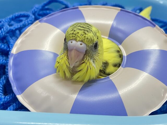 セキセイインコ