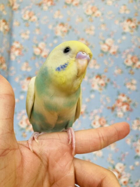 かわいい甘えんぼさん❤︎*ˊᵕˋ 人が大好きなベタなれセキセイちゃん❢❢🫧