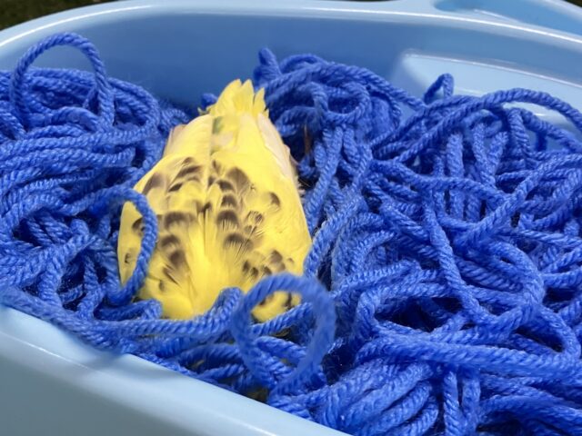 セキセイインコ