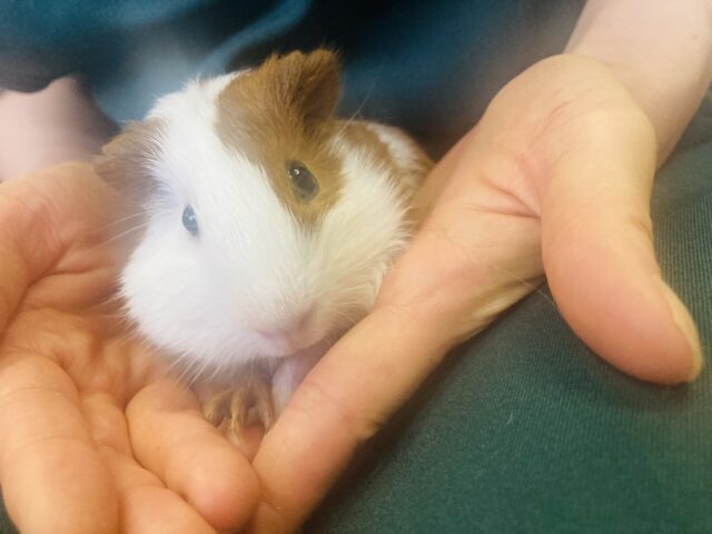 イングリッシュモルモット