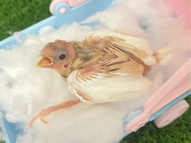 十姉妹（ジュウシマツ）