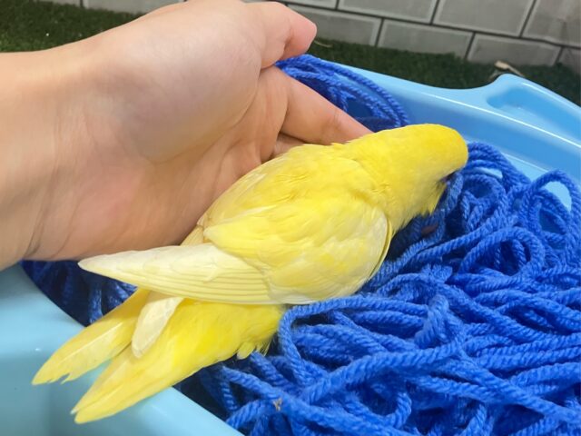 サザナミインコ
