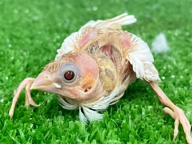 十姉妹（ジュウシマツ）