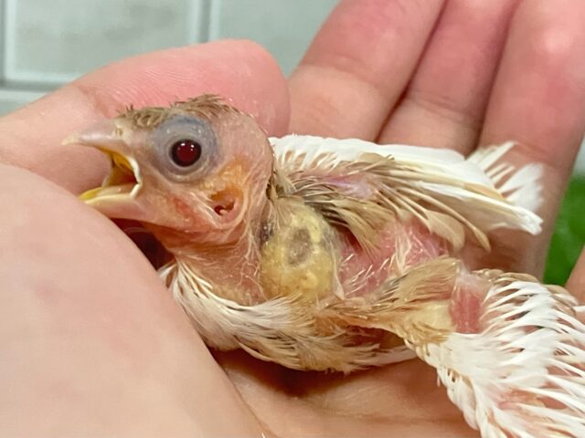 十姉妹（ジュウシマツ）