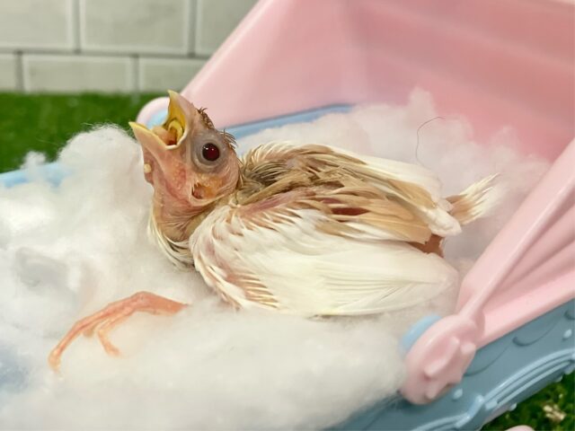 十姉妹（ジュウシマツ）