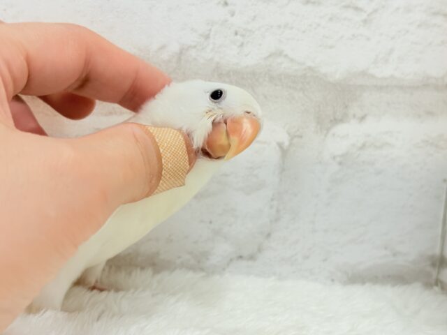 コザクラインコ（小桜インコ）