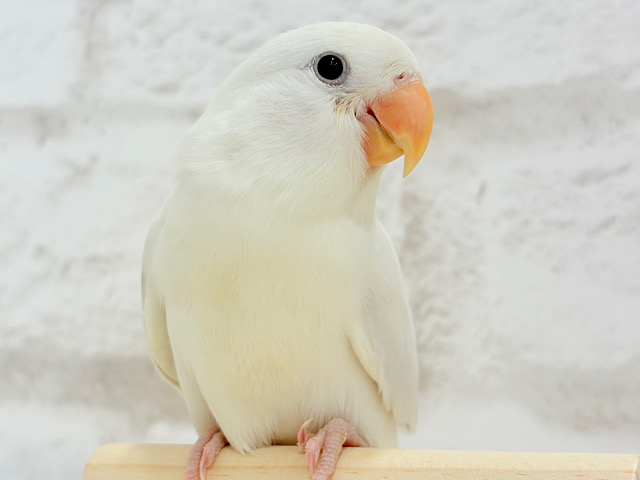 【動画更新🪄もうすぐひとり餌‪☆】透明感たっぷり‪🍦‬魅惑の色合い🫧コザクラインコ(ダイリュート系シナモン) ヒナ