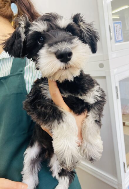 ミニチュアシュナウザー