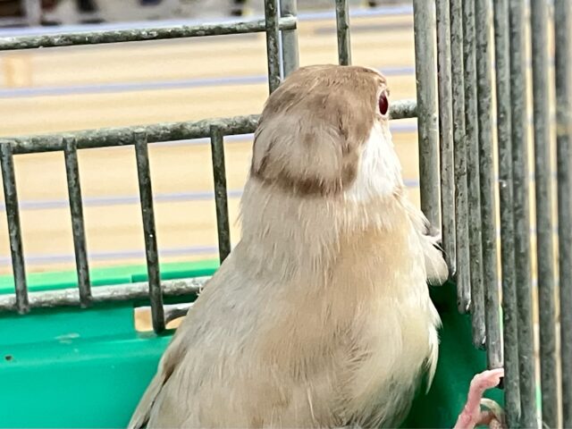 シナモン文鳥
