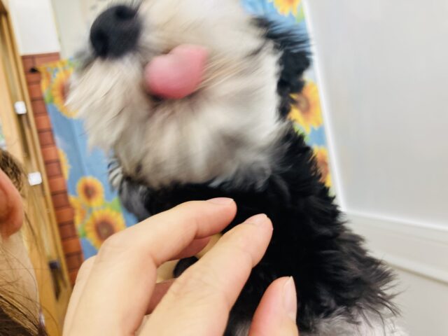 ミニチュアシュナウザー