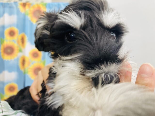 ミニチュアシュナウザー