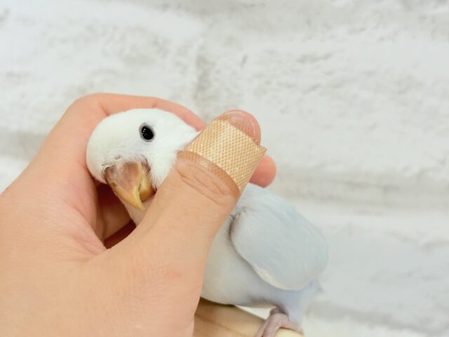 コザクラインコ（小桜インコ）