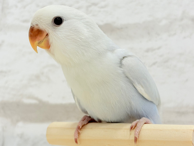 【最新画像更新🪄】優しさ詰まったふんわりブルー❄️コザクラインコ(ターコイズブルーシナモン) ヒナ