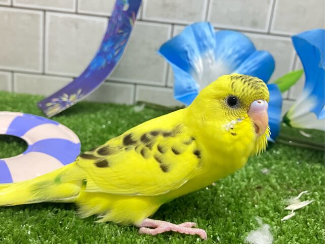 セキセイインコ