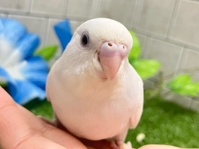 ✨最新画像✨ﾓｸﾓｸお豆腐［- ‘　’ -］💭ほがらかに～♪.•*‎🤍 .セキセイインコ(ダブルファクター白/2025年6月生まれ)