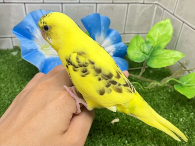 セキセイインコ